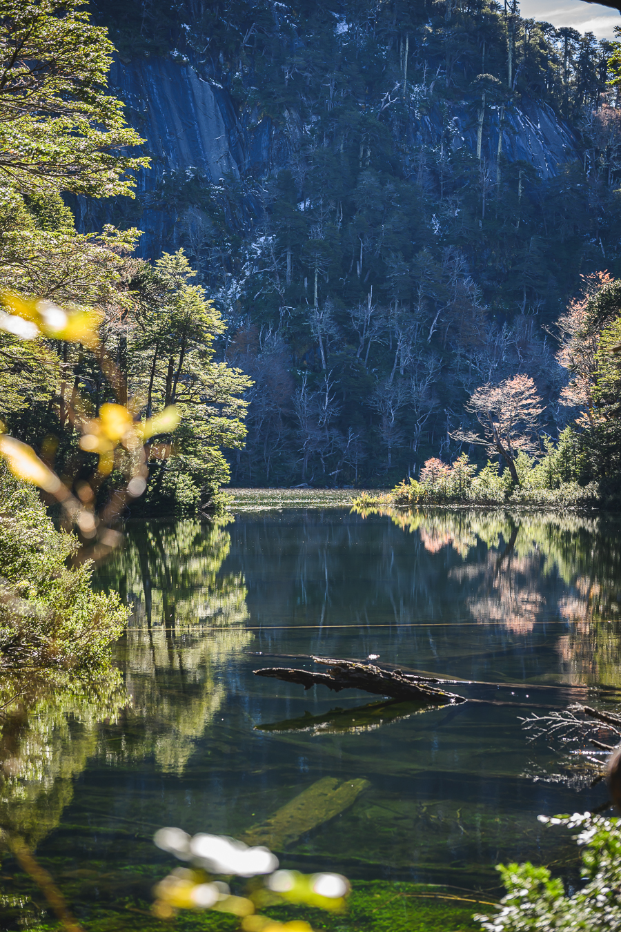 Lago oscuro entre bosque nativo